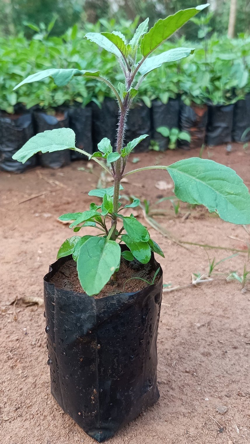 MINT TULSI